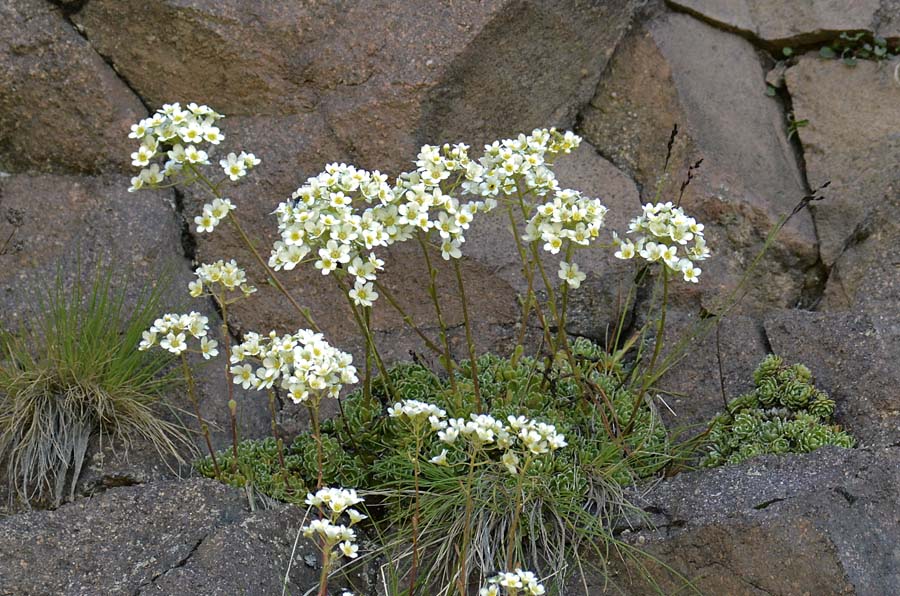 Saxifraga paniculata / Sassifraga alpina